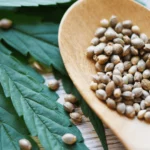 nasiona marihuany z Hiszpanii