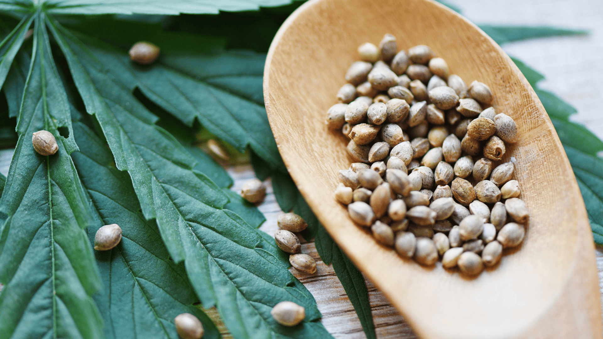 nasiona marihuany z Hiszpanii