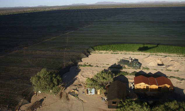 plantacja marihuany w meksyku