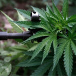 włoska armia i marihuana