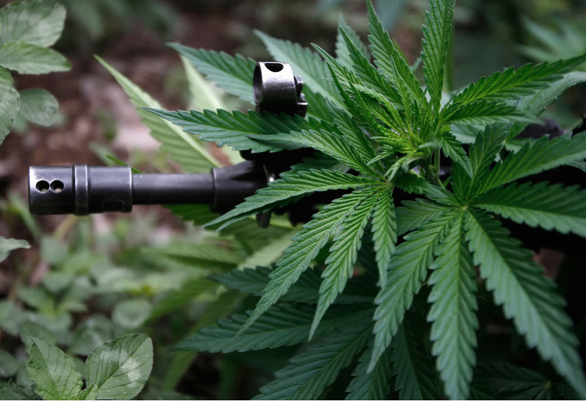 włoska armia i marihuana