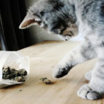 kot przyniósł marihuanę