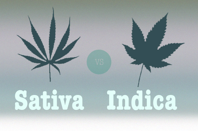 różnice indica sativa