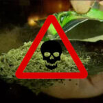 substytut marihuany zabija