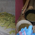 sandomierz 19 kg marihuany