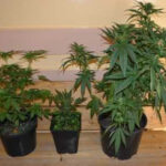 12 doniczek z marihuana