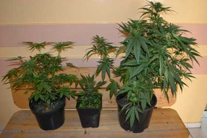 12 doniczek z marihuana