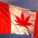 łatwiejszy dostęp do marihuany w kanadzie