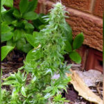 mrozoodporna marihuana odmiana