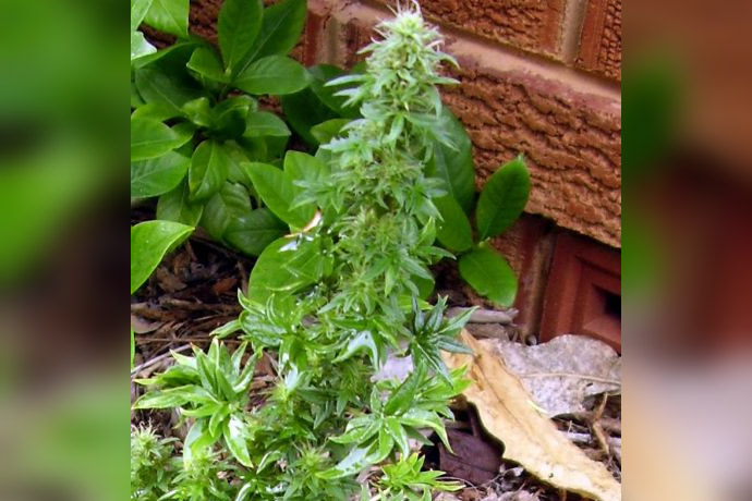 mrozoodporna marihuana odmiana