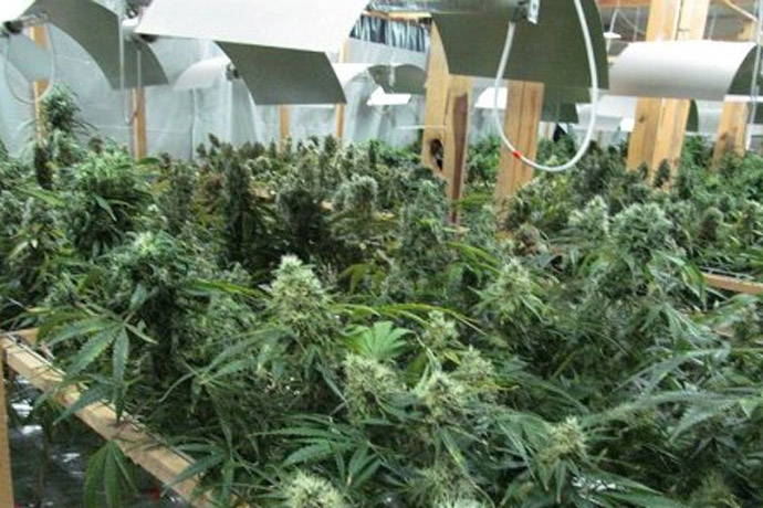 marihuana w hali pkp