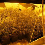 plantacja marihuany w wynajetym domu