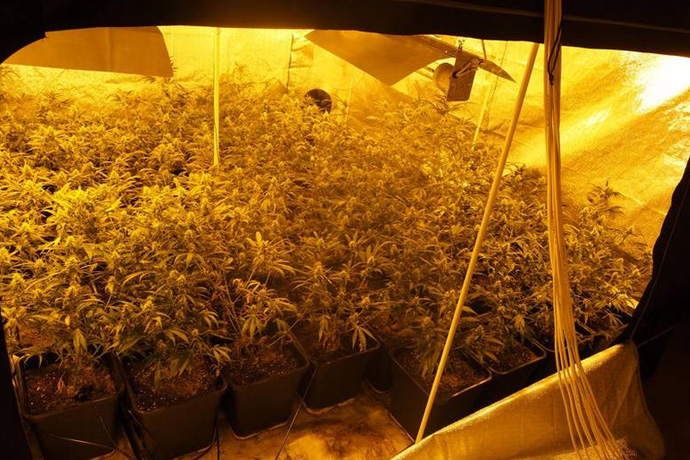 plantacja marihuany w wynajetym domu