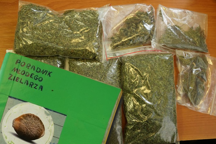 dzienniczek uprawy marihuany