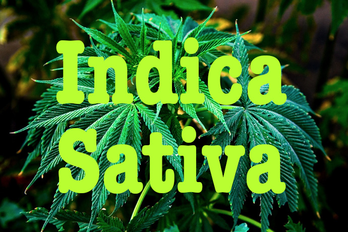 sativa kontra indica