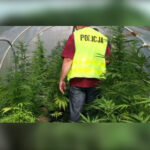 szklarnia marihuana policja
