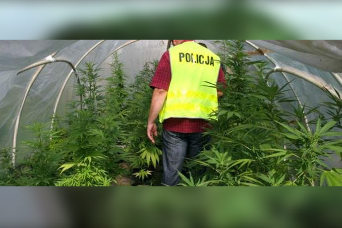 szklarnia marihuana policja