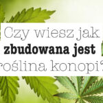 roslina konopi