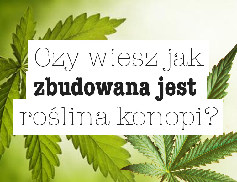 roslina konopi