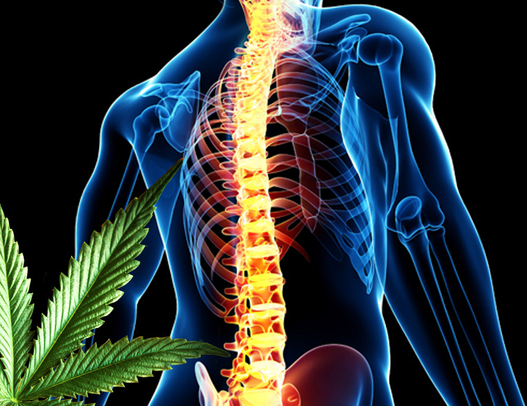 marihuana leczy urazy kregoslupa
