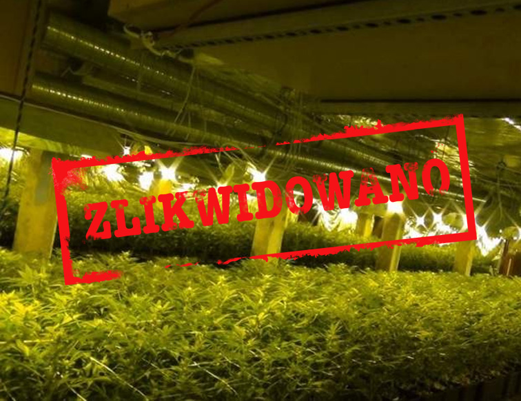 cbs zliwkidowalo plantacje marihuany