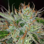 kiedy w polsce zalegalizuja marihuane medyczna