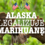 Legalizacja marihuany Alaska