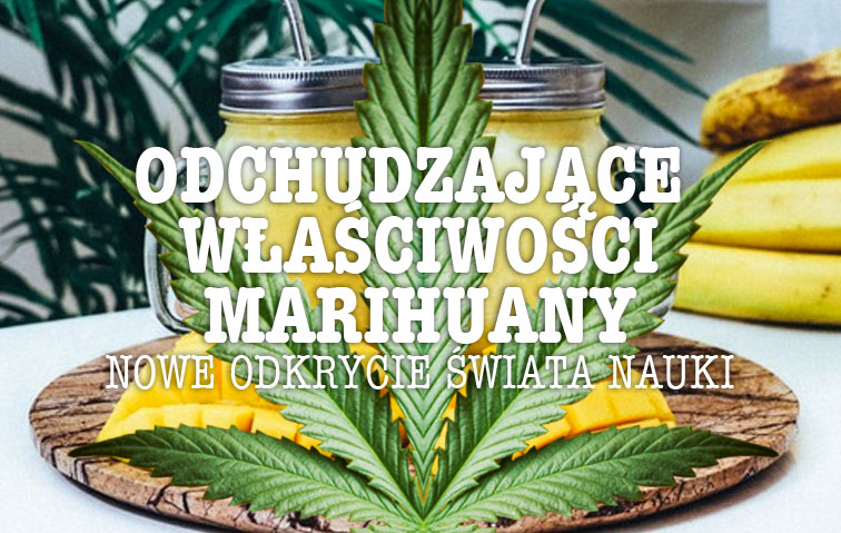 DIETA MARIHUANA ODCHUDZANIE