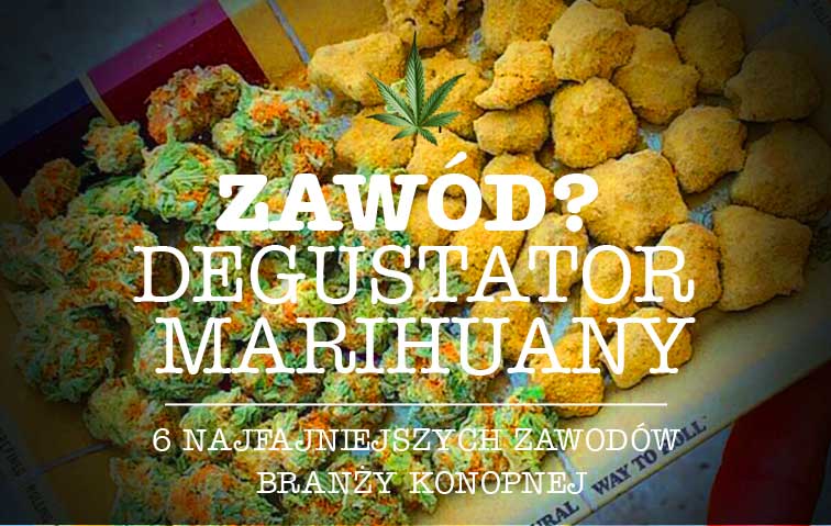 Zawód tester marihuany thc