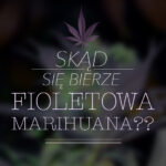 fioletowe odmiany marihuany