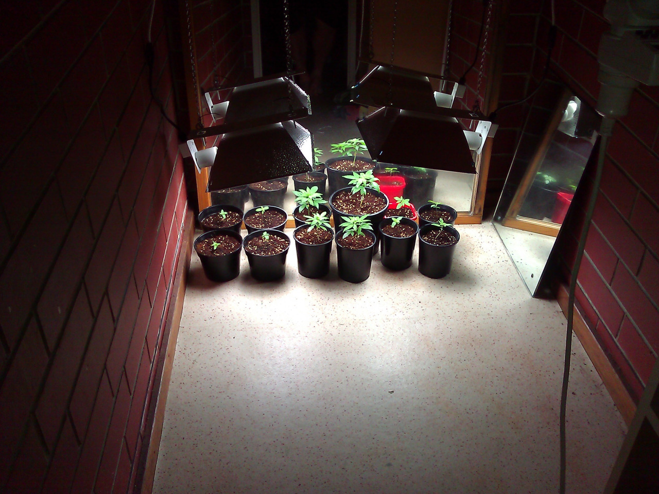 nielegalne plantacje konopi w Polsce