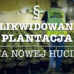 Plantacja marihuany na Nowej Hucie