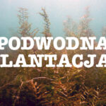 w chile podowdna plantacja marihuany