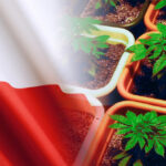 polskie plantacje marihuany