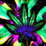 szamani wykorzystuja marihuane