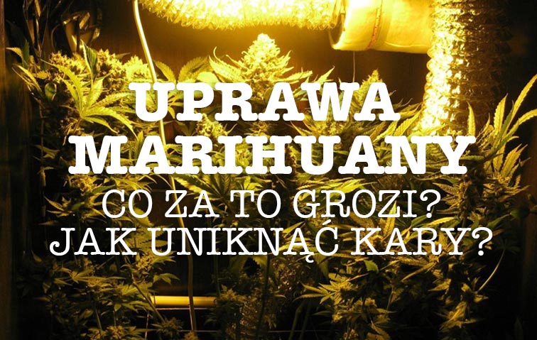 hodowla marihuany na wlasny uzytek