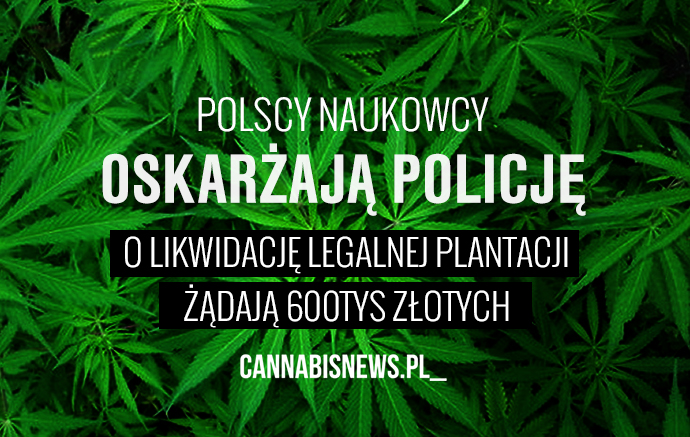 o likwidacje planatacji marihuany