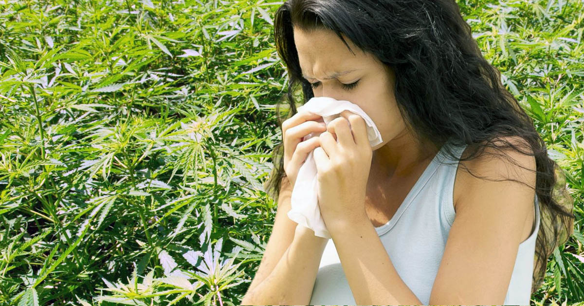 uczulenie na marihuanę