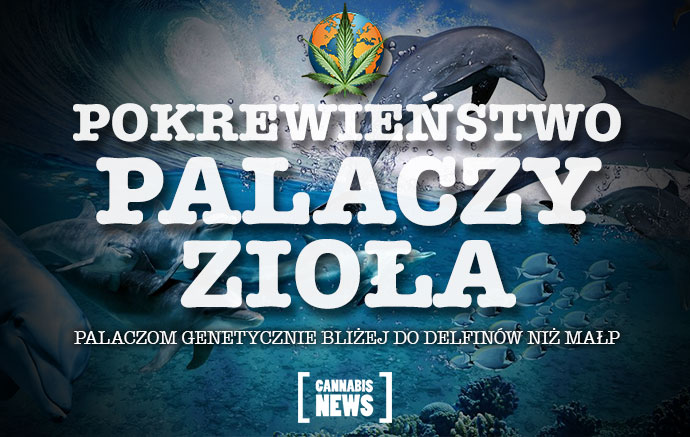 Palaczom genetycznie bliżej do delfinów niż małp, twierdzą naukowcy