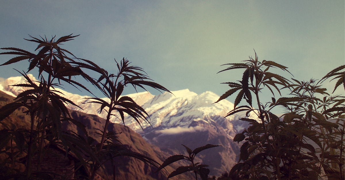 Himalajskie pola marihuany
