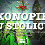 Wolno rosnące konopie w centrum Londynu!