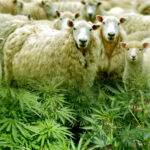 Owce zjadły konopie