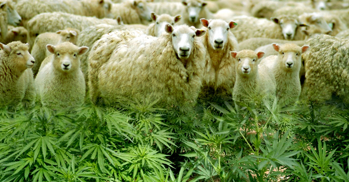 Owce zjadły konopie
