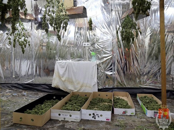 Plantacja marihuany w domu pogrzebowym