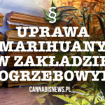 Uprawa marihuany w zakładzie pogrzebowym
