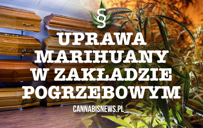 Uprawa marihuany w zakładzie pogrzebowym