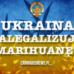 Czy legalizacja marihuany uratuje ukraińską gospodarkę?