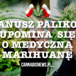 Interpelacje Janusza Palikota w sprawie medycznej marihuany