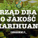 Kolorado: 60 000 karzków poddanych leczeniu