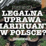 uprawa marihuany w polsce